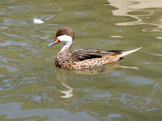 White-cheeked Pintail Anas bahamensis, lives in South America