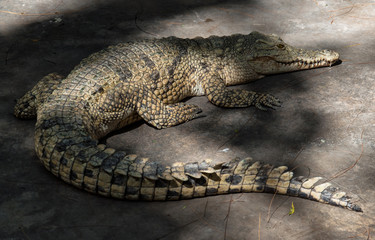 Crocodile having a rest in a shade.