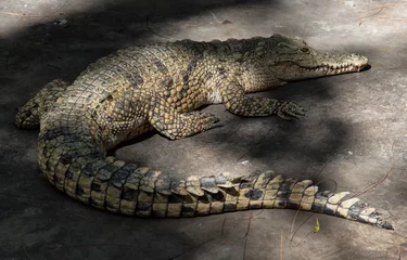 Cercles muraux Crocodile Crocodile having a rest in a shade.