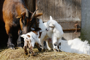 Naklejka na ściany i meble goats and goat kids on straw in front of shed