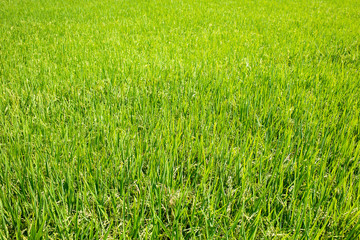 Green of rice leaves in paddy rice field.