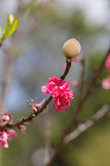 Sakura Cherry blossom.