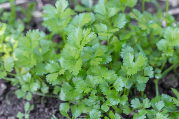 Celery planted in the field of agriculture in Thailand.