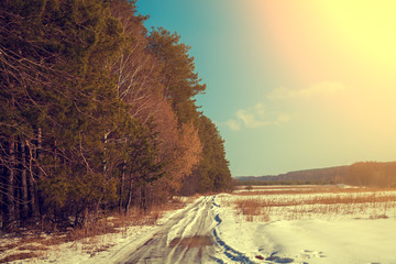 Dirt road cowered with snow. Pine forest along road in sunny day. Snowy winter.  Rural landscape.