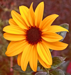 Beautiful flower blooming in garden attracting human as well as other creature