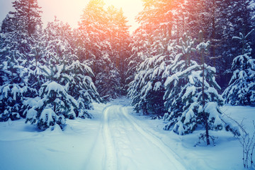 Pine forest covered with snow. Snowy winter. Wild winter nature. Rural landscape. Christmas background. Pine trees in snow.