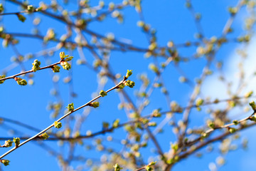 Blossoming of cherry against the background of the blue sky. Cherry in bloom.