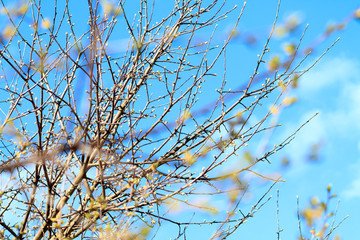 Blossoming of cherry against the background of the blue sky. Cherry in bloom.