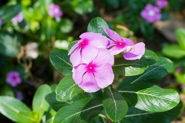 Fototapeta premium Pink flowers in garden