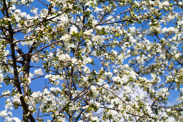 Blossoming of cherry against the background of the blue sky. Cherry in bloom.