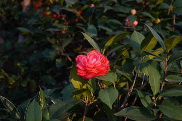Obraz premium Camellia flowers, very beautiful