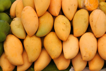 The mango is a juicy stone fruit, the most popular fruit in the World