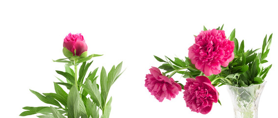 Set the beautiful bouquet of pink peonies on  white background