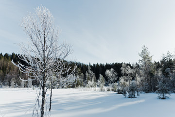 Winter field landscape with the frosty trees lit by soft sunset light - snowy landscape scene in warm tones with snow covered field and trees covered with frost