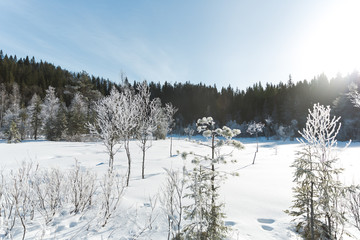 Winter field landscape with the frosty trees lit by soft sunset light - snowy landscape scene in warm tones with snow covered field and trees covered with frost