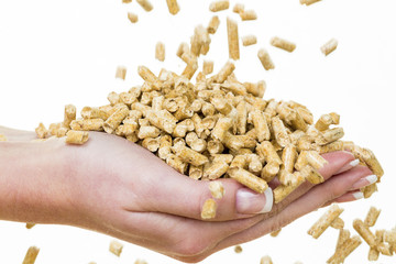 Hand mit Pellets als alternatie Energie