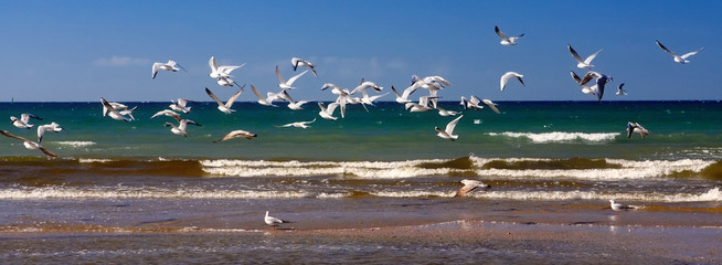 Flock of seagulls flying at seashore over sandy beach. Scenic seaside summer landscape with clear blue sky and sea surf