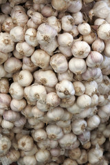 garlic background texture