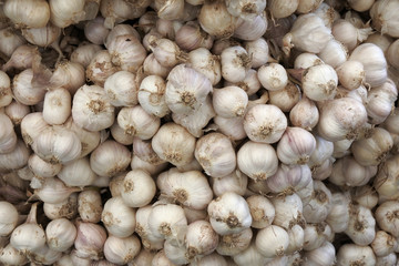 garlic background texture