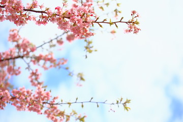河津桜　サクラ