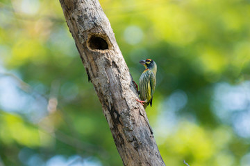 coppersmith barbet, crimson-breasted barbet, coppersmith in nature