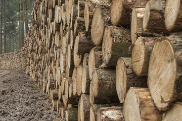 Very large quantity of cut and stacked pine timber in green forest waiting to be transported, prepared for winter felled by the logging timber industry.