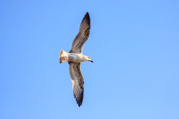Lone grey seagull flying on clear blue sky background spreading wings. Close up view