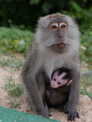 mother monkey