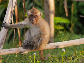 mother monkey