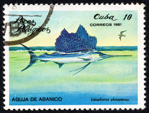 UKRAINE - CIRCA 2017: A stamp printed in Cuba, shows the a fish Fan needle (Istiophorus platypterus), the series Pelagic Fish, circa 1981