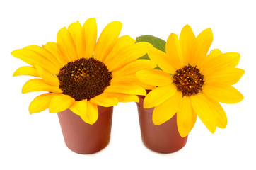 sunflowers in pots