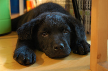 Black labrador mixed dog