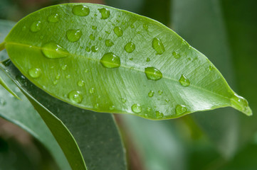 gouttes de pluie sur feuilles de ficus