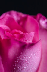 Pink roses on a black background Soft-focus image.