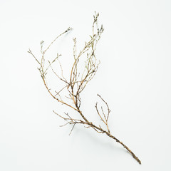 Dry Branch On White Background