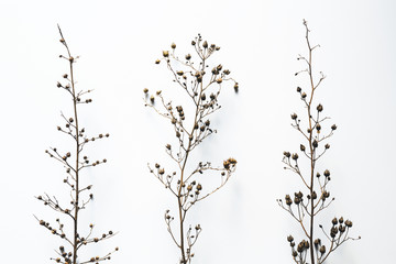 Dry Branches On White Background