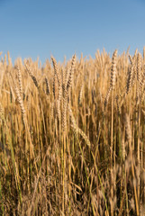 Ears of wheat growing on the field