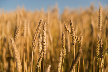 Fototapeta premium Ears of wheat growing on the field