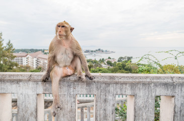 Thai Monkey