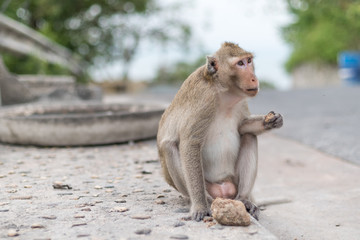 Thai Monkey