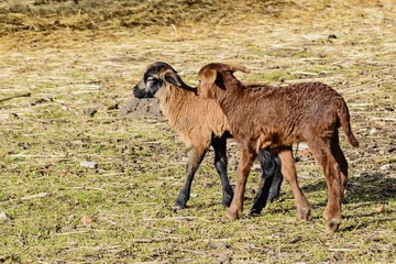 Zwei kleine Lämmer beim spielen