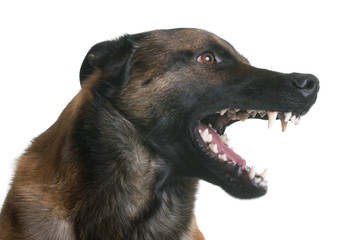 aggressive belgian shepherd malinois