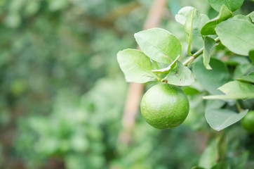 Ripe Lemons hanging on tree