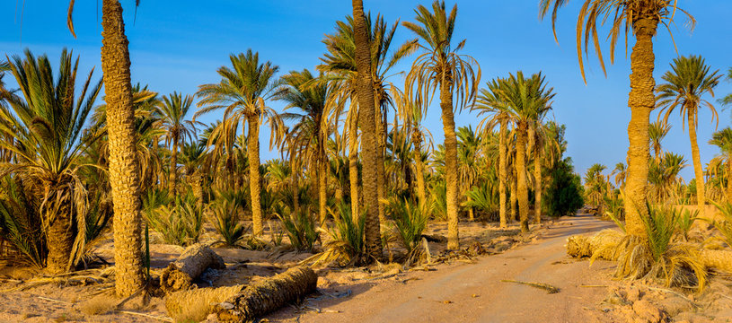 road in a palm grove at sunrise