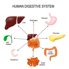 Fototapeta premium Human Digestive System