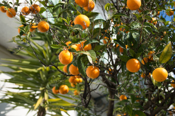 Orangen