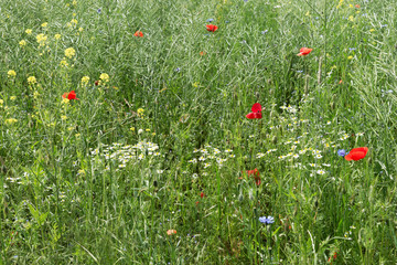 Mohnblumen im Rapsfeld