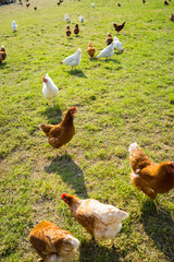 Free range foraging chickens at organic farm
