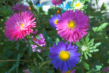 Obraz premium Colored, colorful daisies on a green blurred background in the summer garden. Blue and red large flowers done with a soft focus. Flowers photographed in close-up