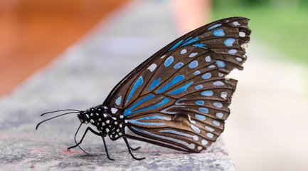 Fototapeta na wymiar The black and blue butterfly.